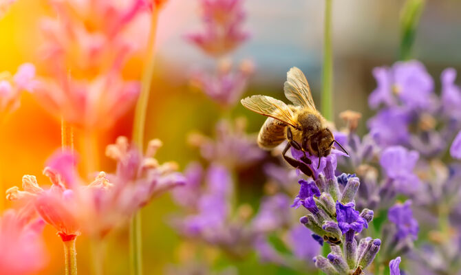 AdobeStock_215409363