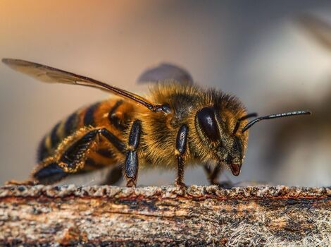 insect-3330060_1920