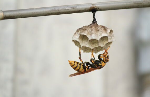 ハチ駆除を春日井市でご依頼でしたら素早く見積を算出する業者へ