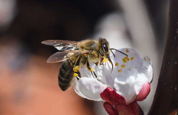 ハチ駆除業者は春日井市でお困りのお客様にも安い料金で対応しています