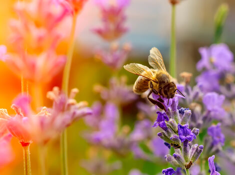 AdobeStock_215409363